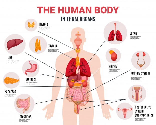 Symptoms hypothyroidism 16 Thyroid